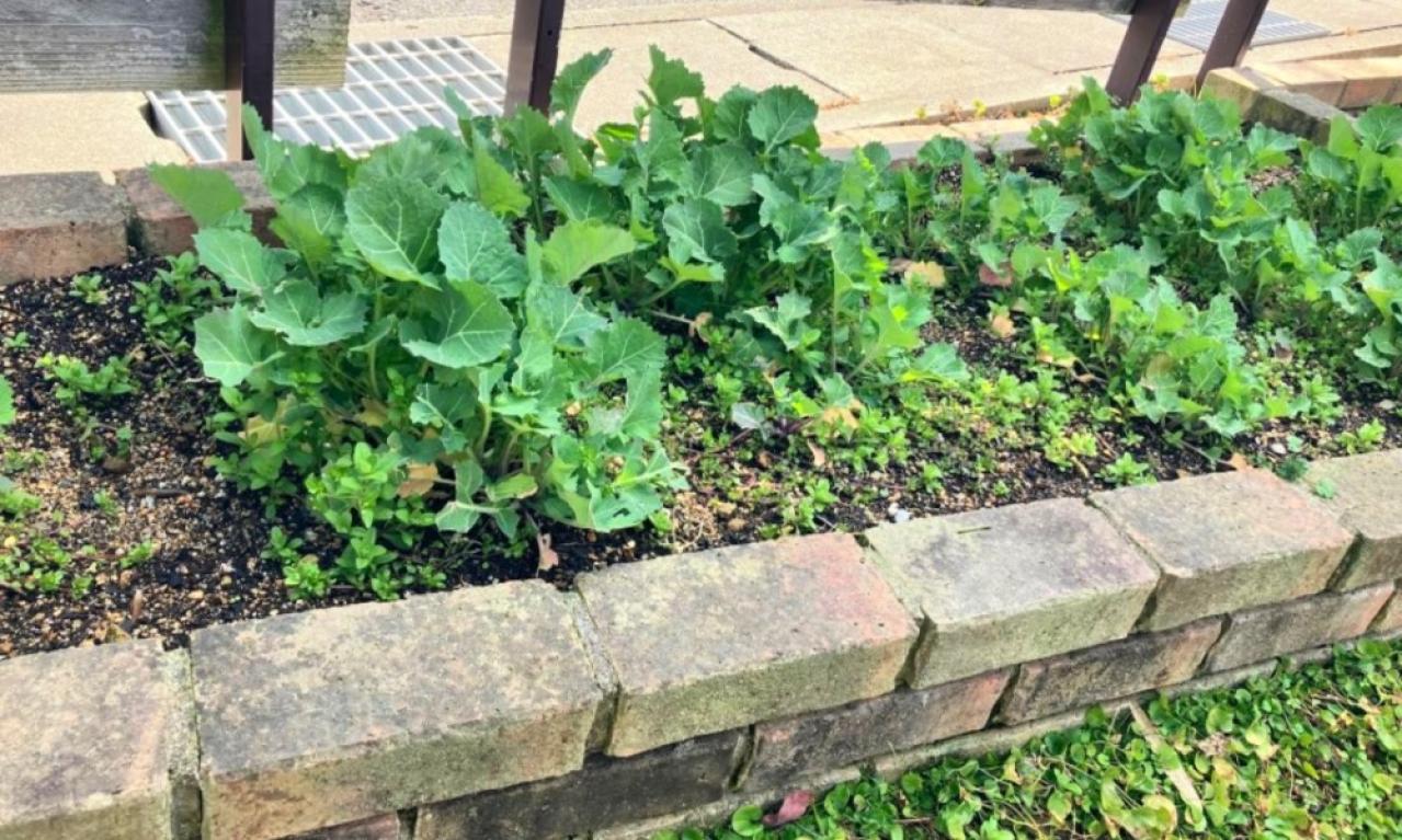 庭で野菜づくり(のらぼう菜)に挑戦中も、雑草と同化しがち…。庭のお手入れする時間を捻出したいところです。