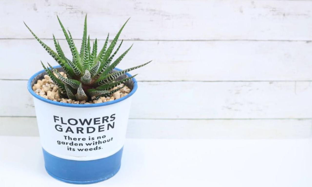 どうやってライターになったの？～WhiteLily*さん編～